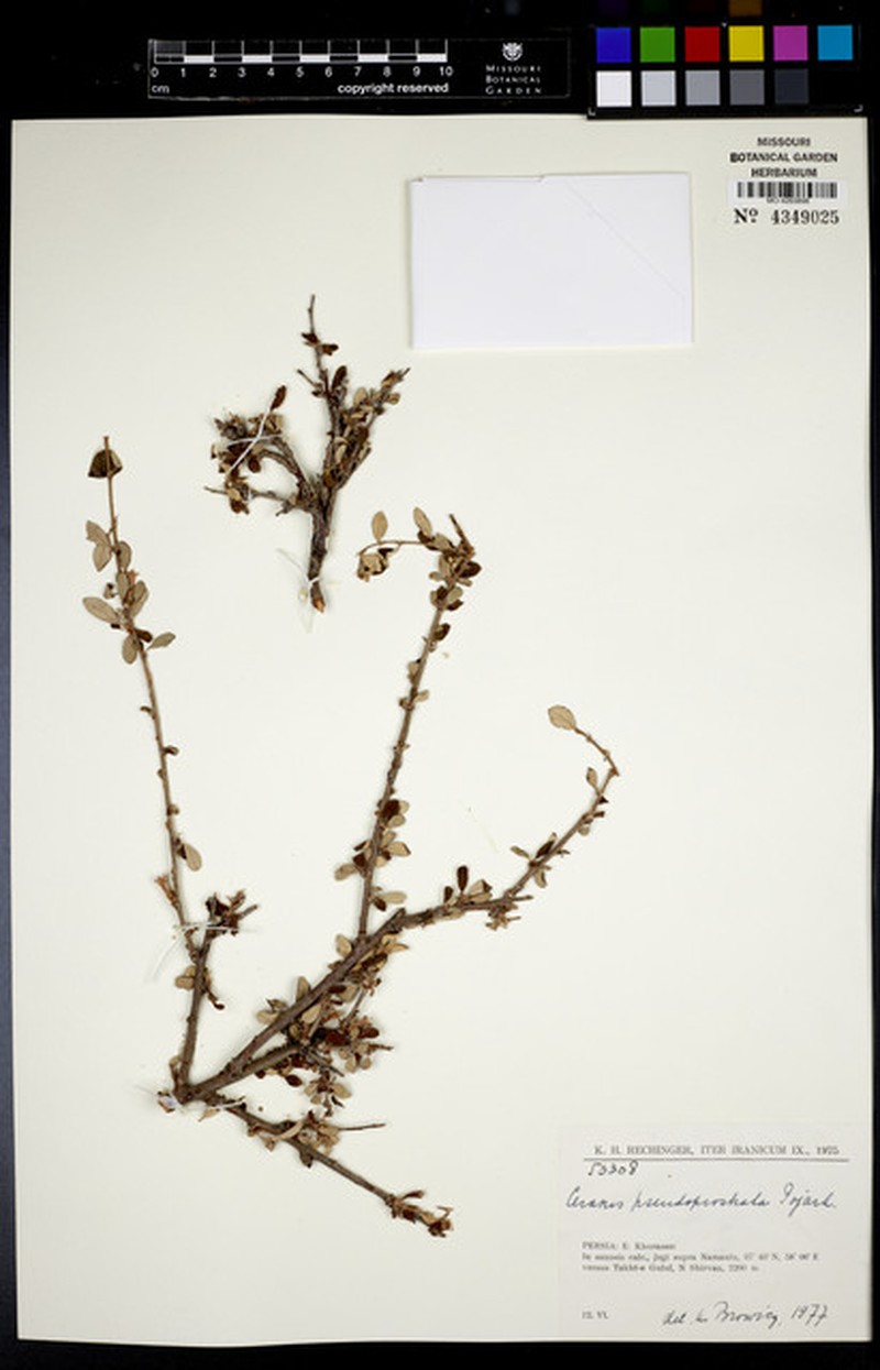 Prunus pseudoprostrata photo 2