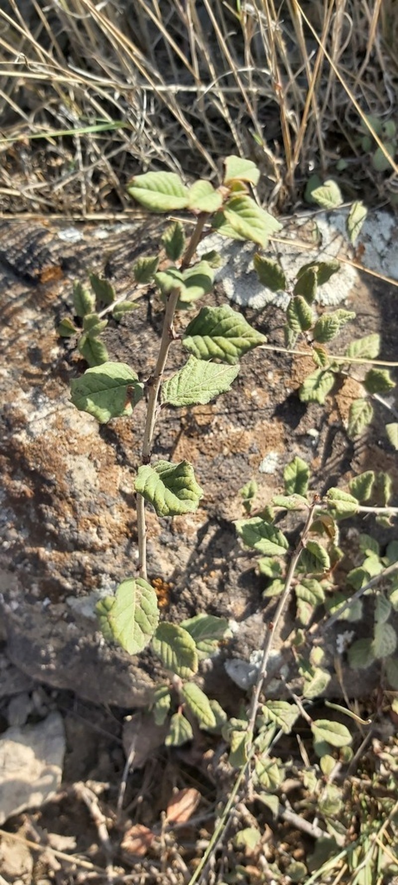 Prunus pseudoprostrata photo 3