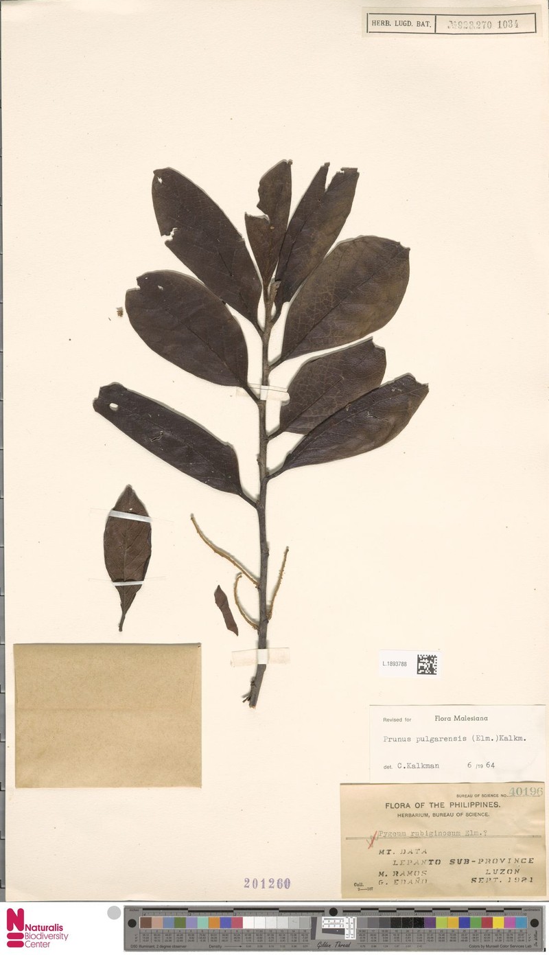 Prunus pulgarensis