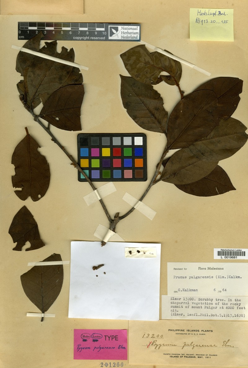 Prunus pulgarensis photo 2