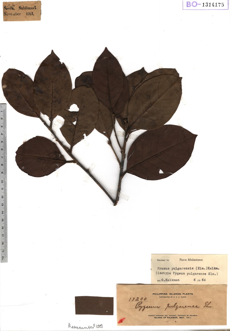 Prunus pulgarensis photo 3
