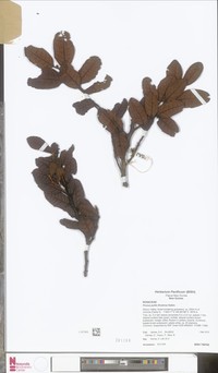 Prunus pullei