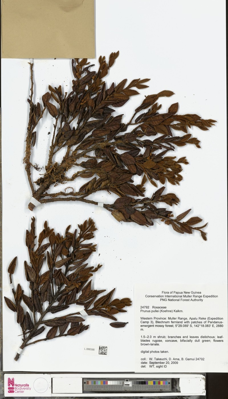Prunus pullei photo 3