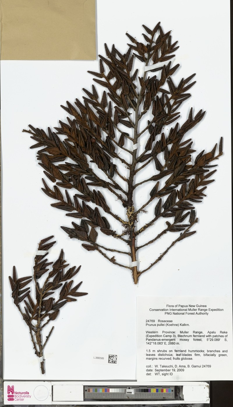 Prunus pullei photo 4