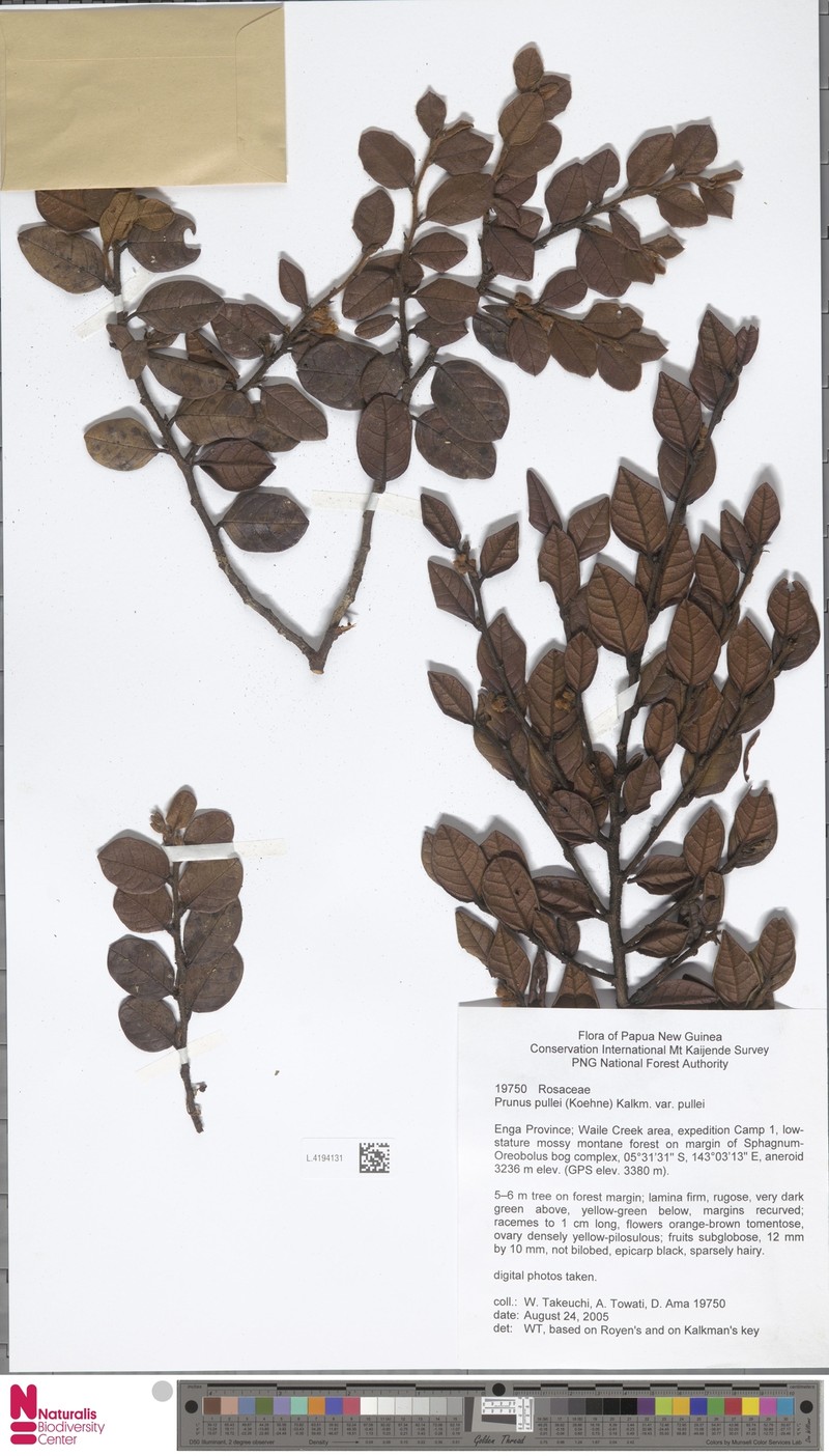 Prunus pullei photo 5