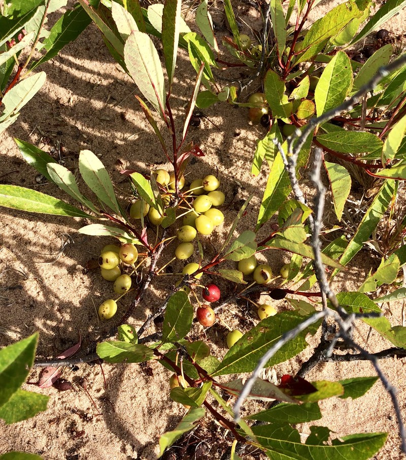 Sandcherry photo 4