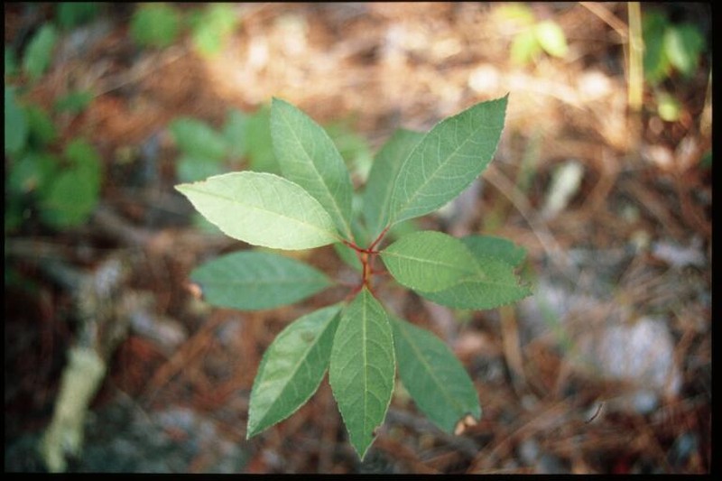 Sandcherry photo 5