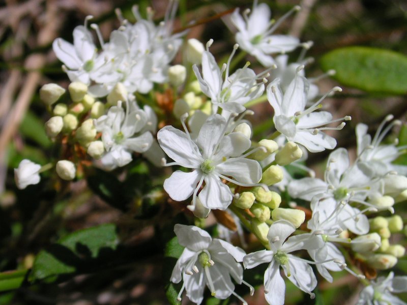 Sandcherry photo 6