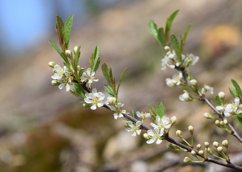 Sandcherry photo 7