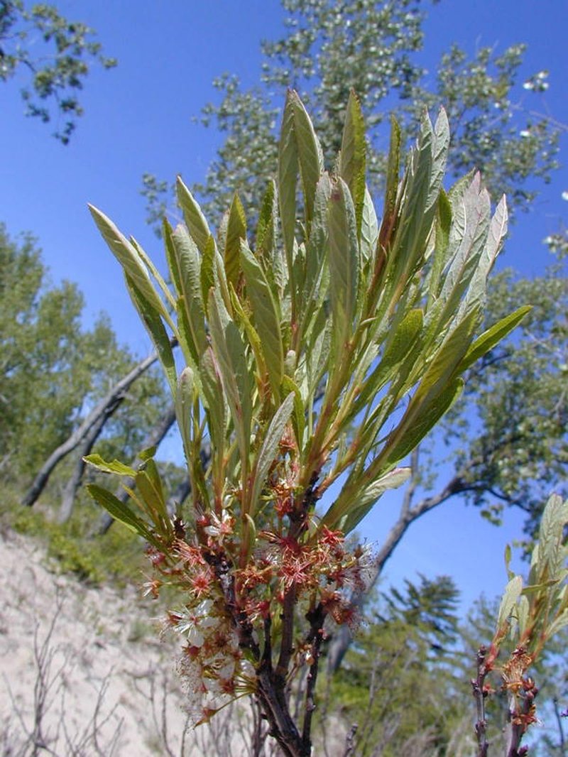 Sandcherry photo 8