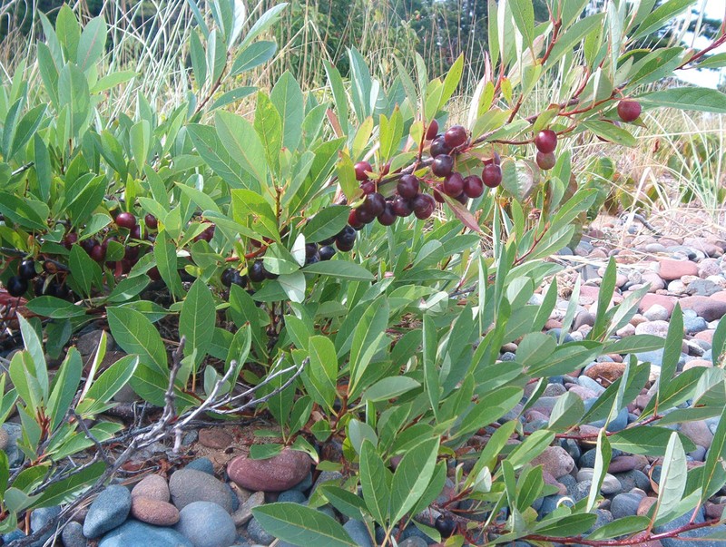Sandcherry