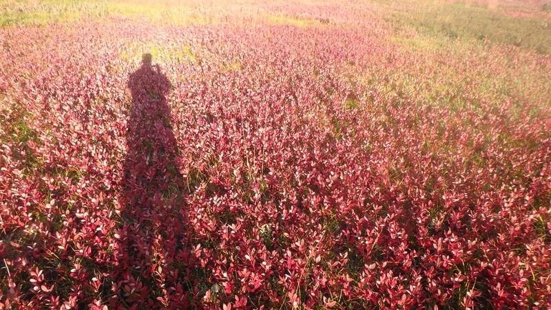 Sandcherry photo 7