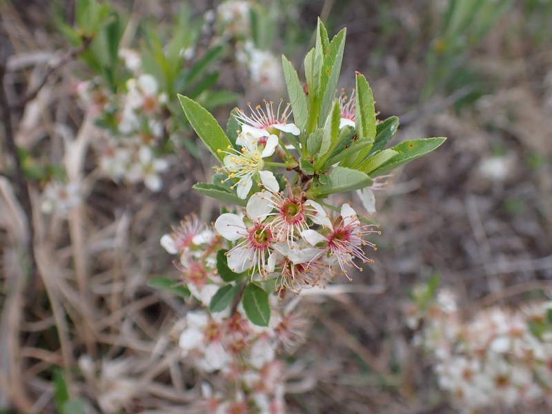 Prunus pumila var. besseyi photo 2