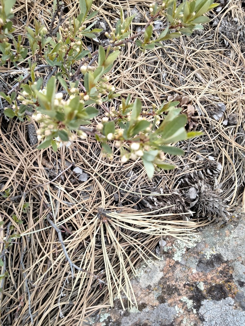 Prunus pumila var. besseyi photo 3