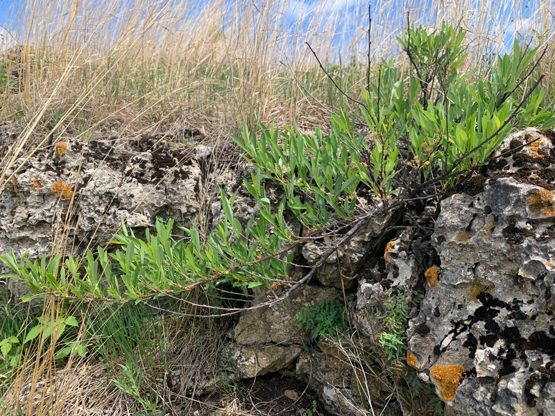 Prunus pumila var. besseyi photo 4