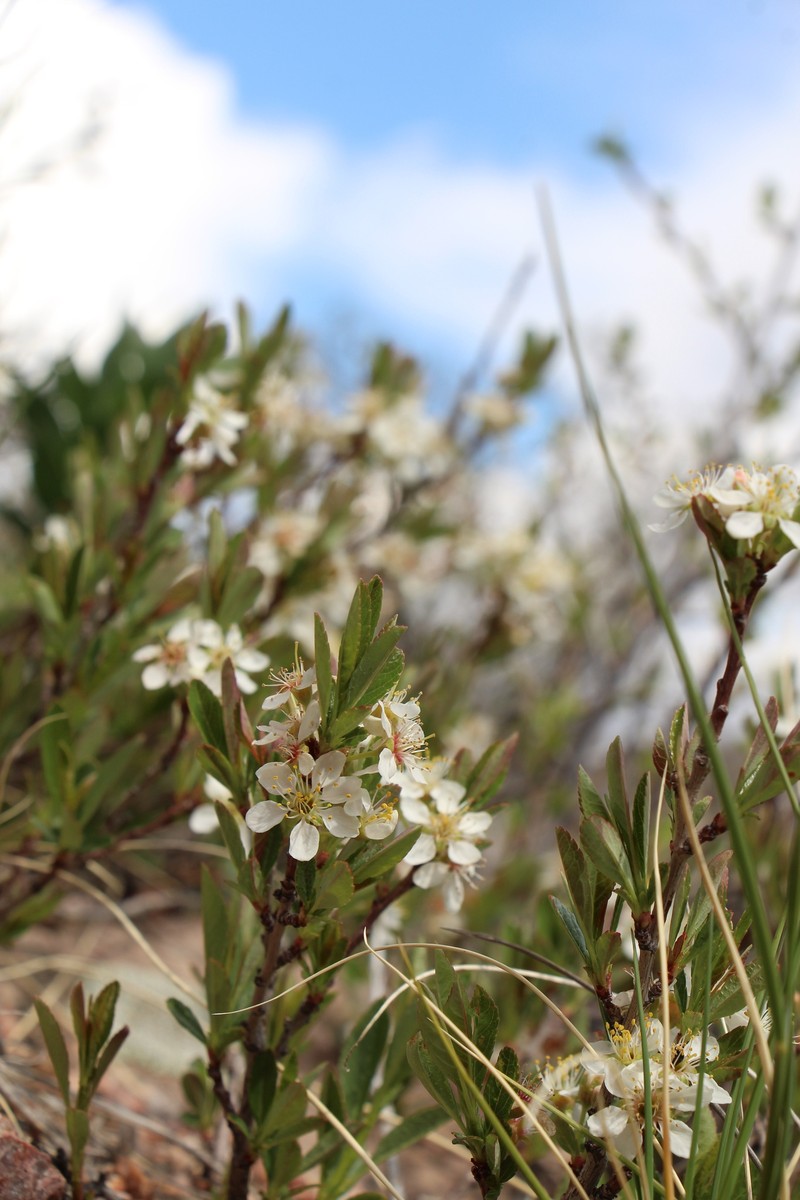 Prunus pumila var. besseyi photo 5