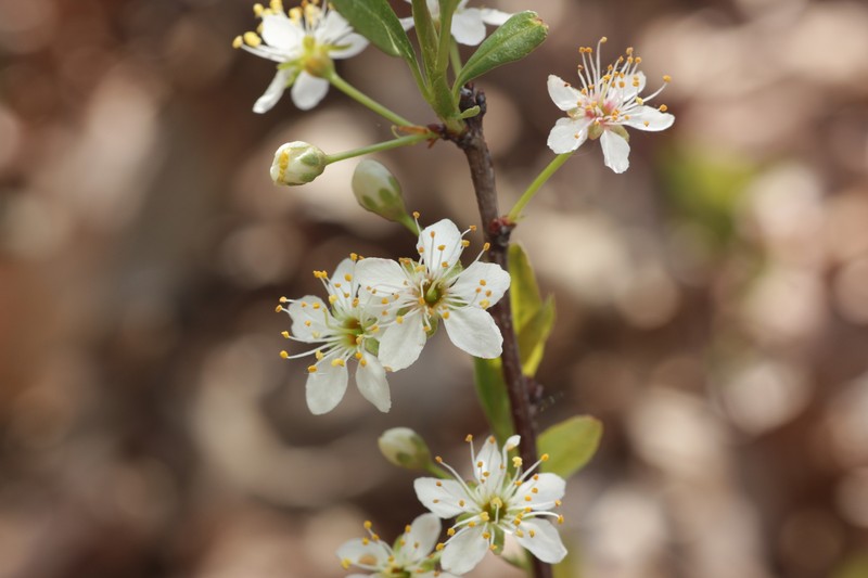 Prunus pumila var. besseyi photo 6