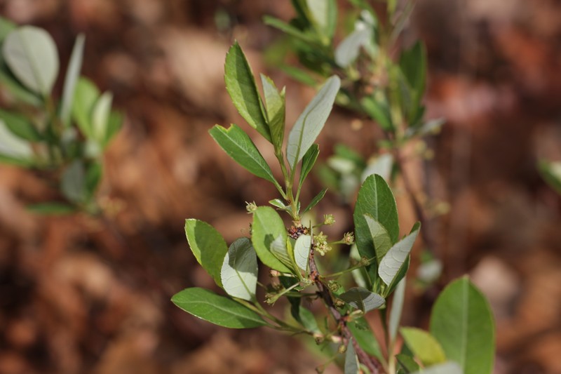Prunus pumila var. besseyi photo 7