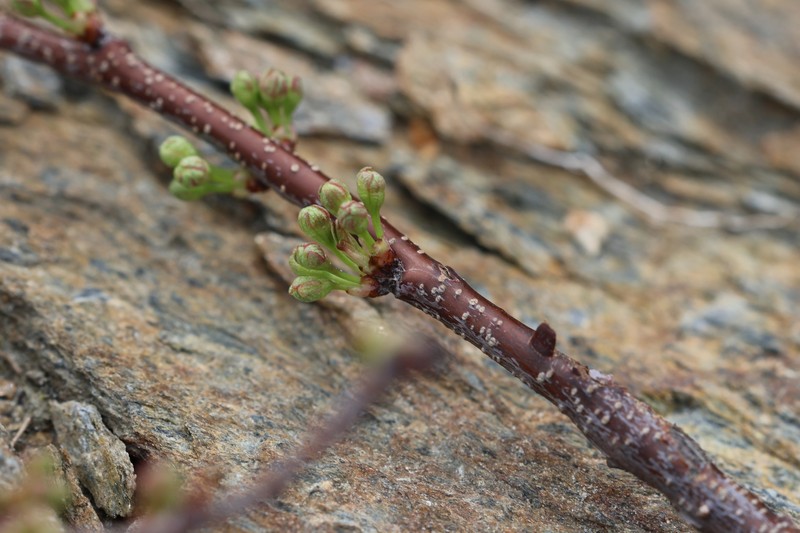 Prunus pumila var. depressa