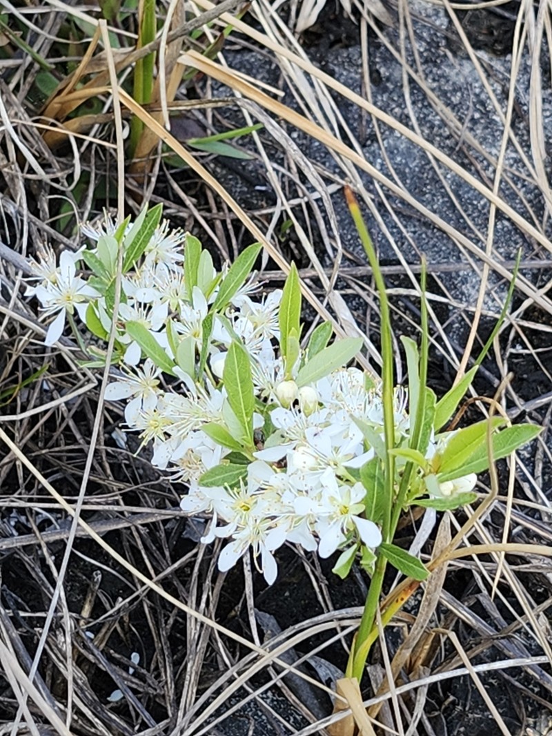 Prunus pumila var. depressa photo 2
