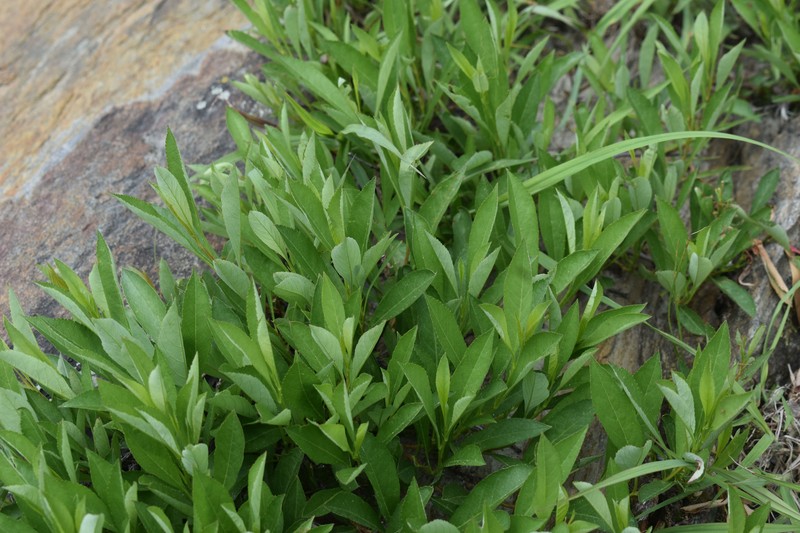 Prunus pumila var. depressa photo 3