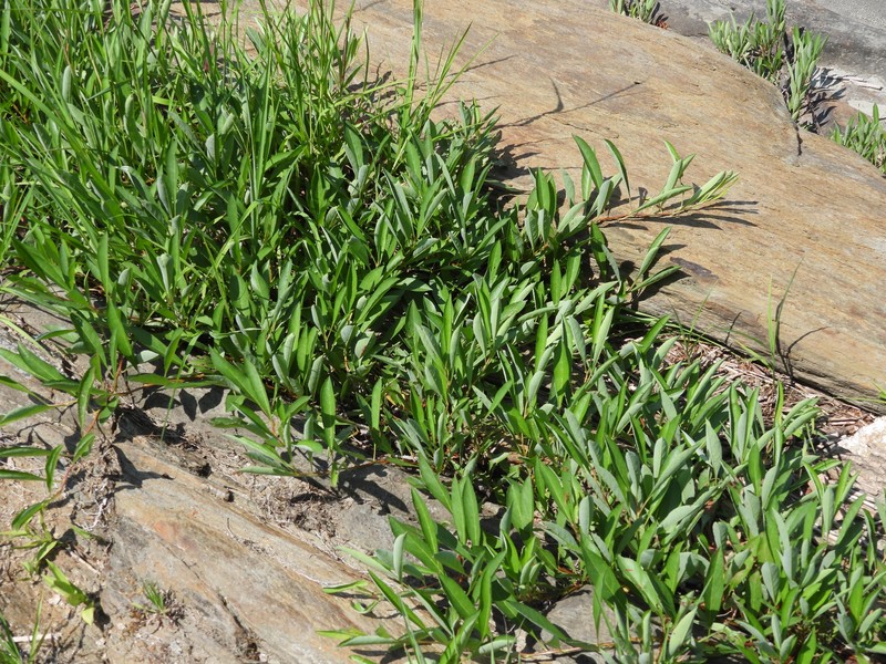 Prunus pumila var. depressa photo 4