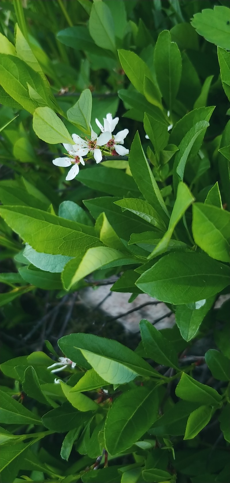 Prunus pumila var. depressa photo 5
