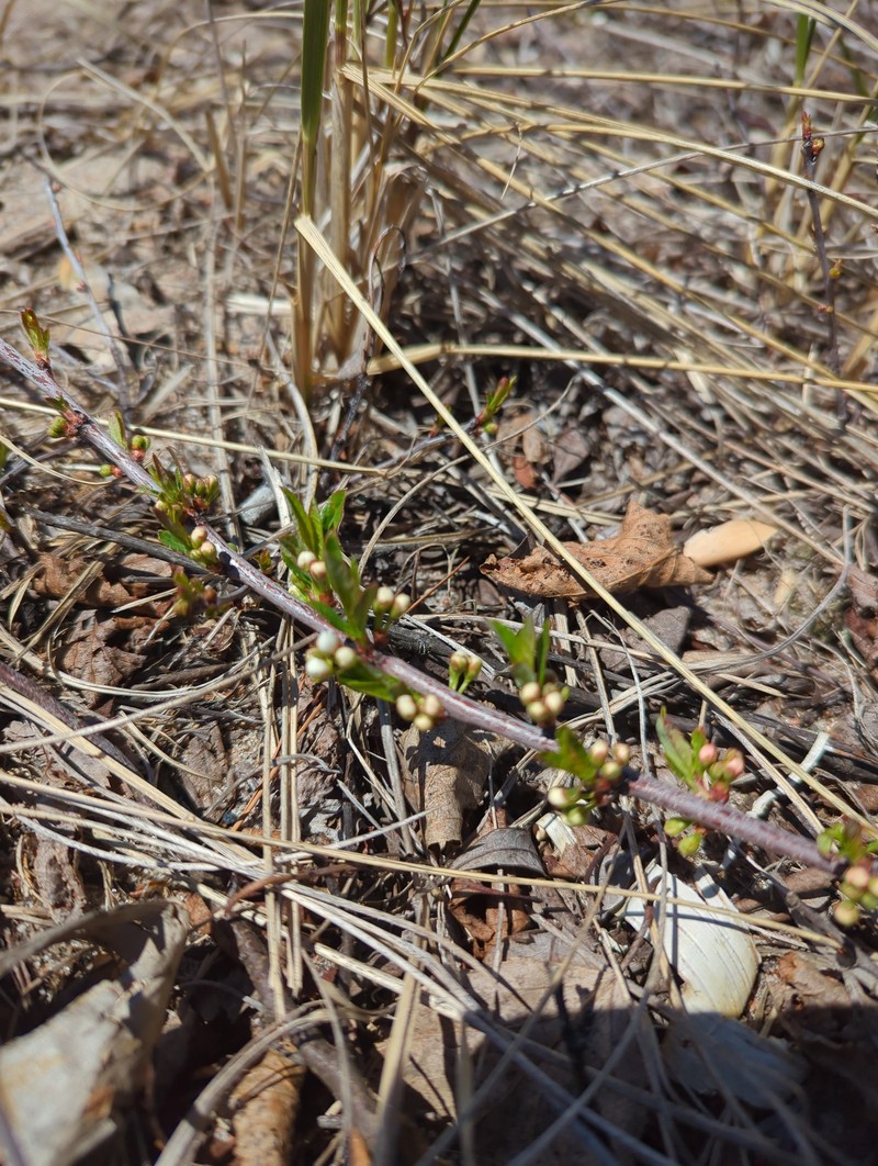 Prunus pumila var. depressa photo 6
