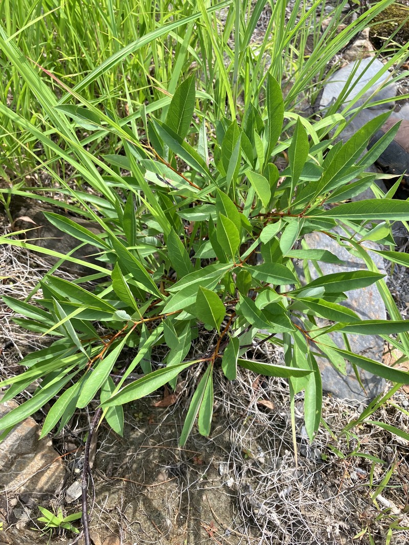 Prunus pumila var. depressa photo 8