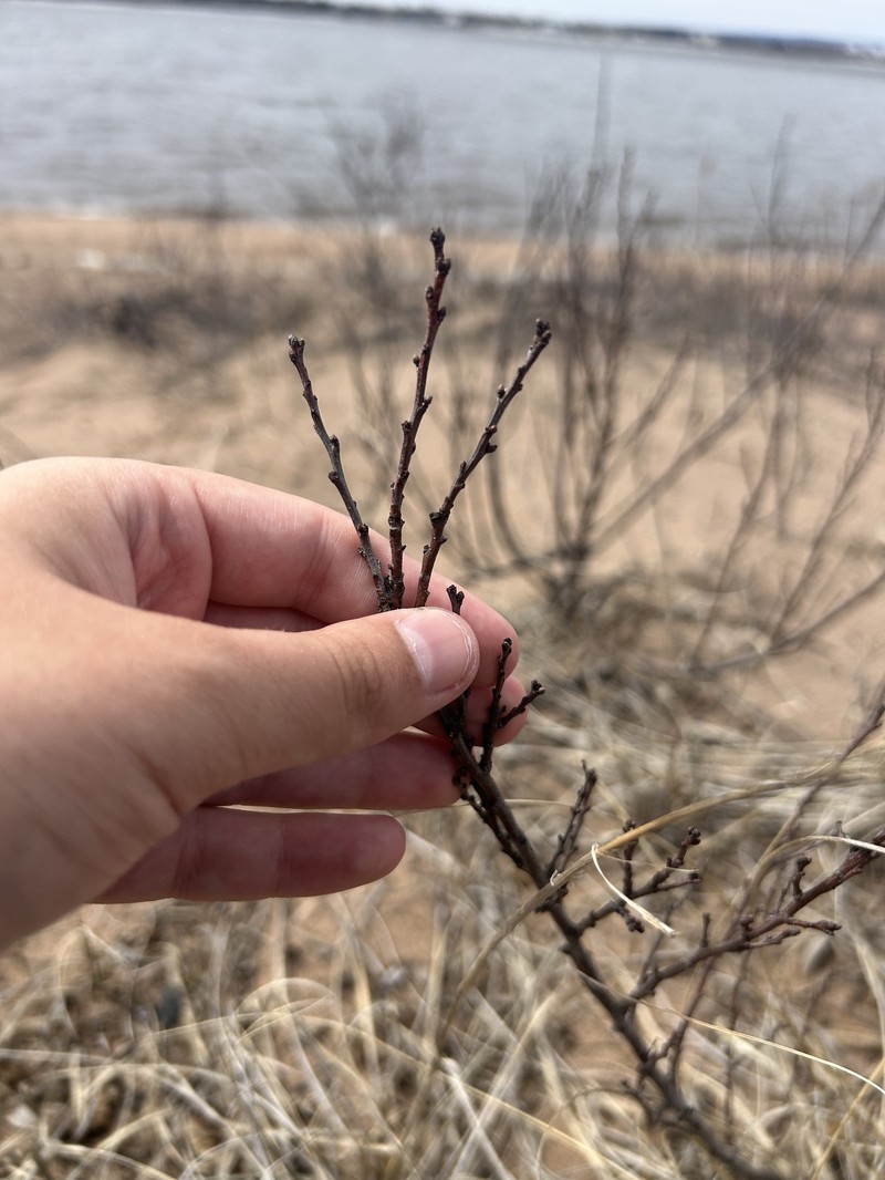 Prunus pumila var. pumila