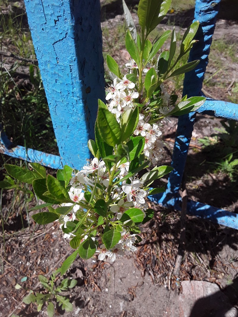 Prunus pumila var. pumila photo 2