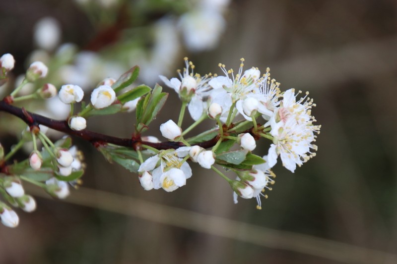 Prunus pumila var. pumila photo 3