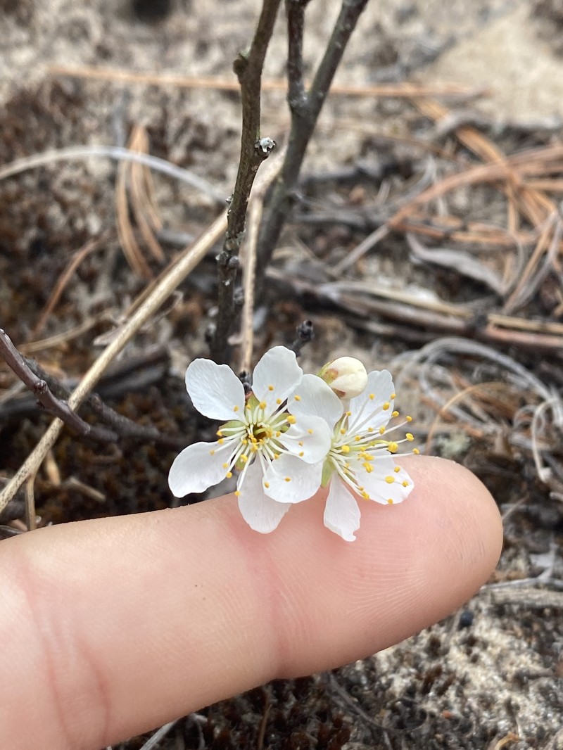 Prunus pumila var. pumila photo 4