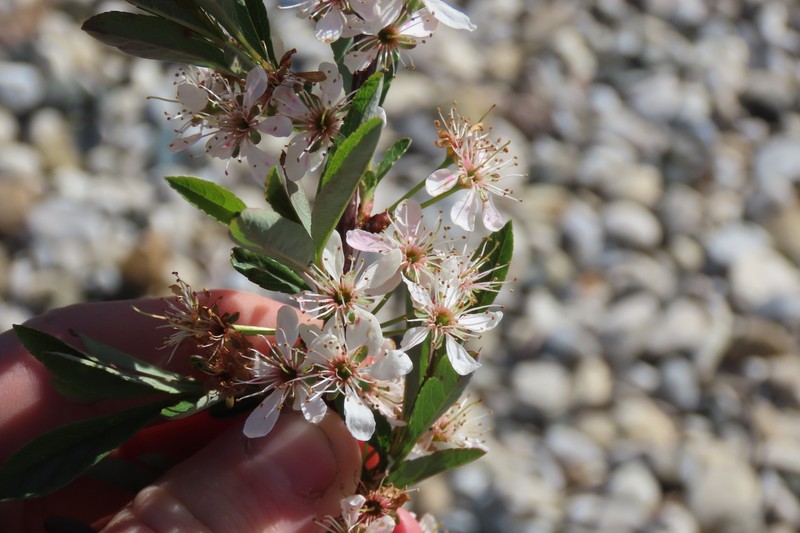 Prunus pumila var. pumila photo 5