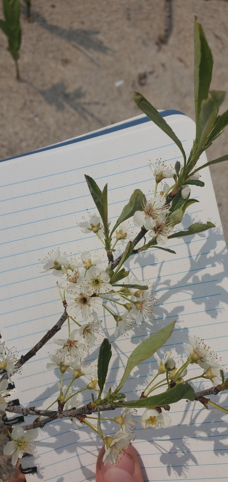 Prunus pumila var. pumila photo 7