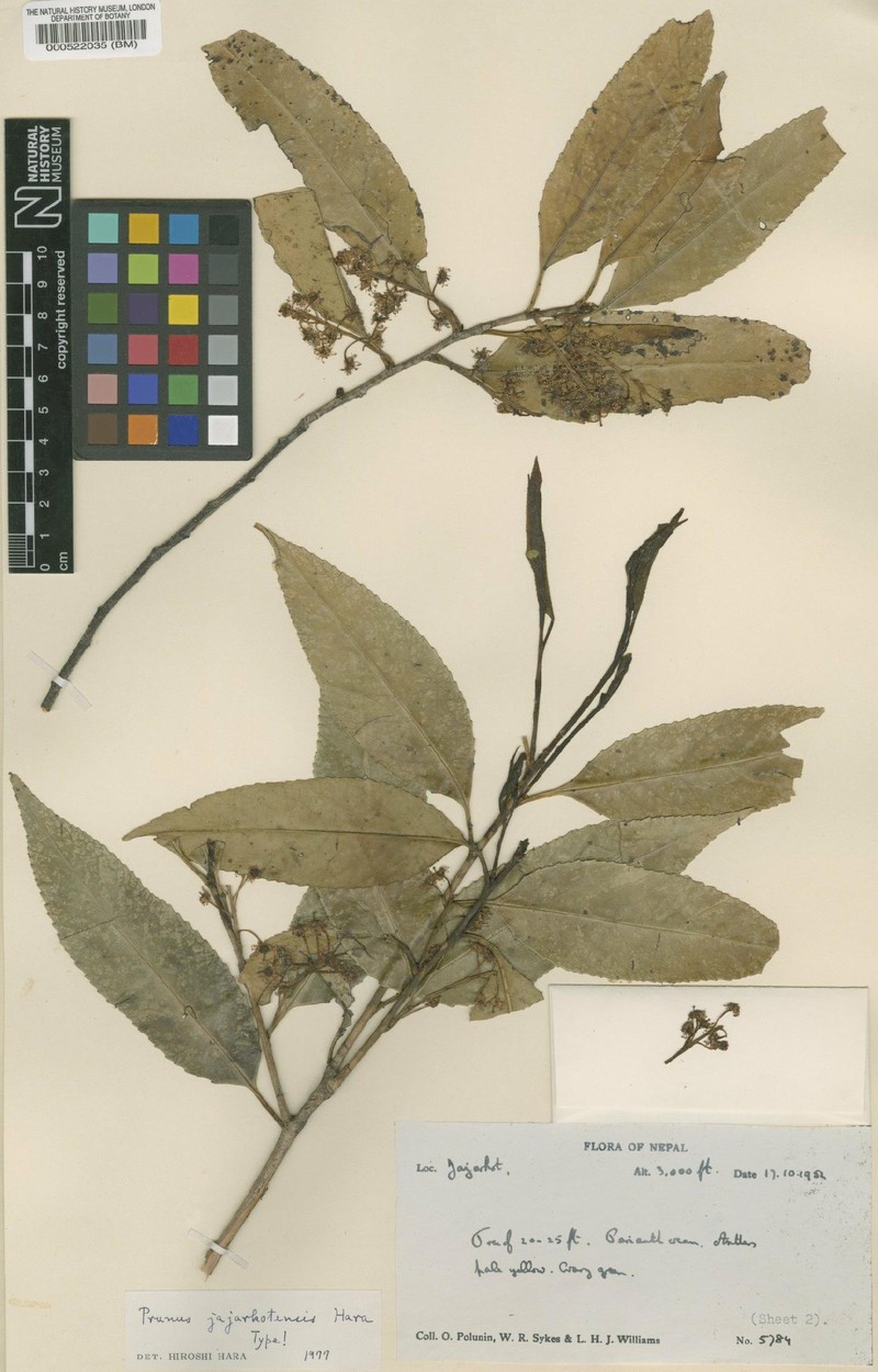 Prunus pygeoides
