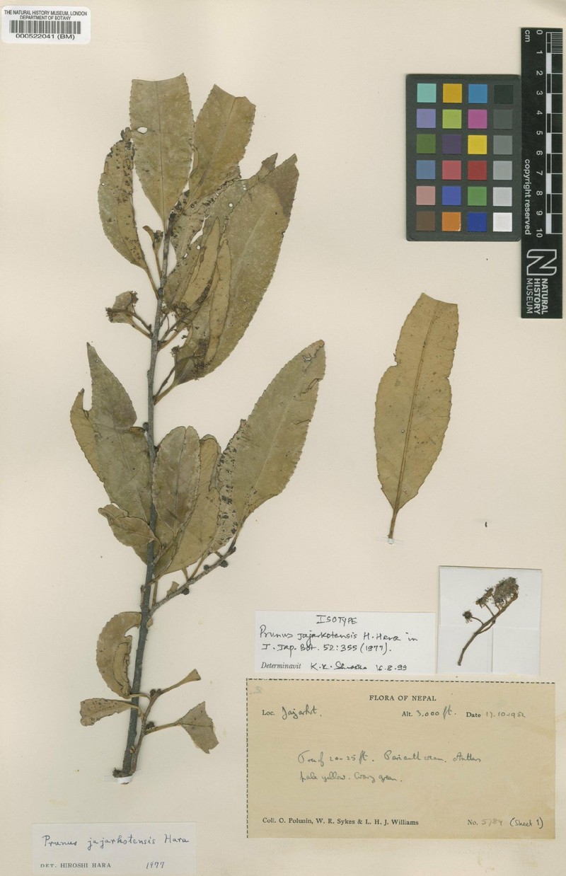 Prunus pygeoides photo 2