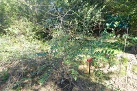 Prunus ramburii