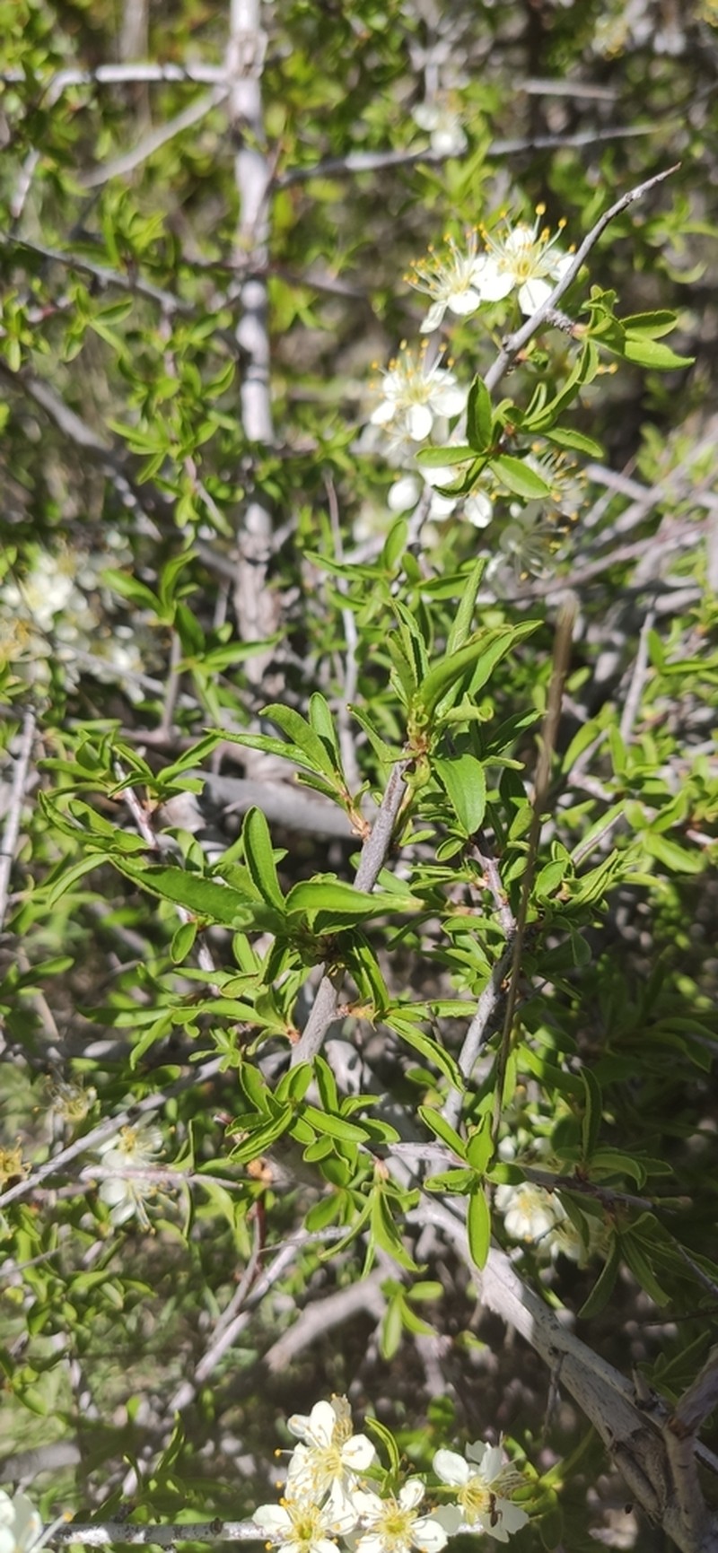 Prunus ramburii photo 2