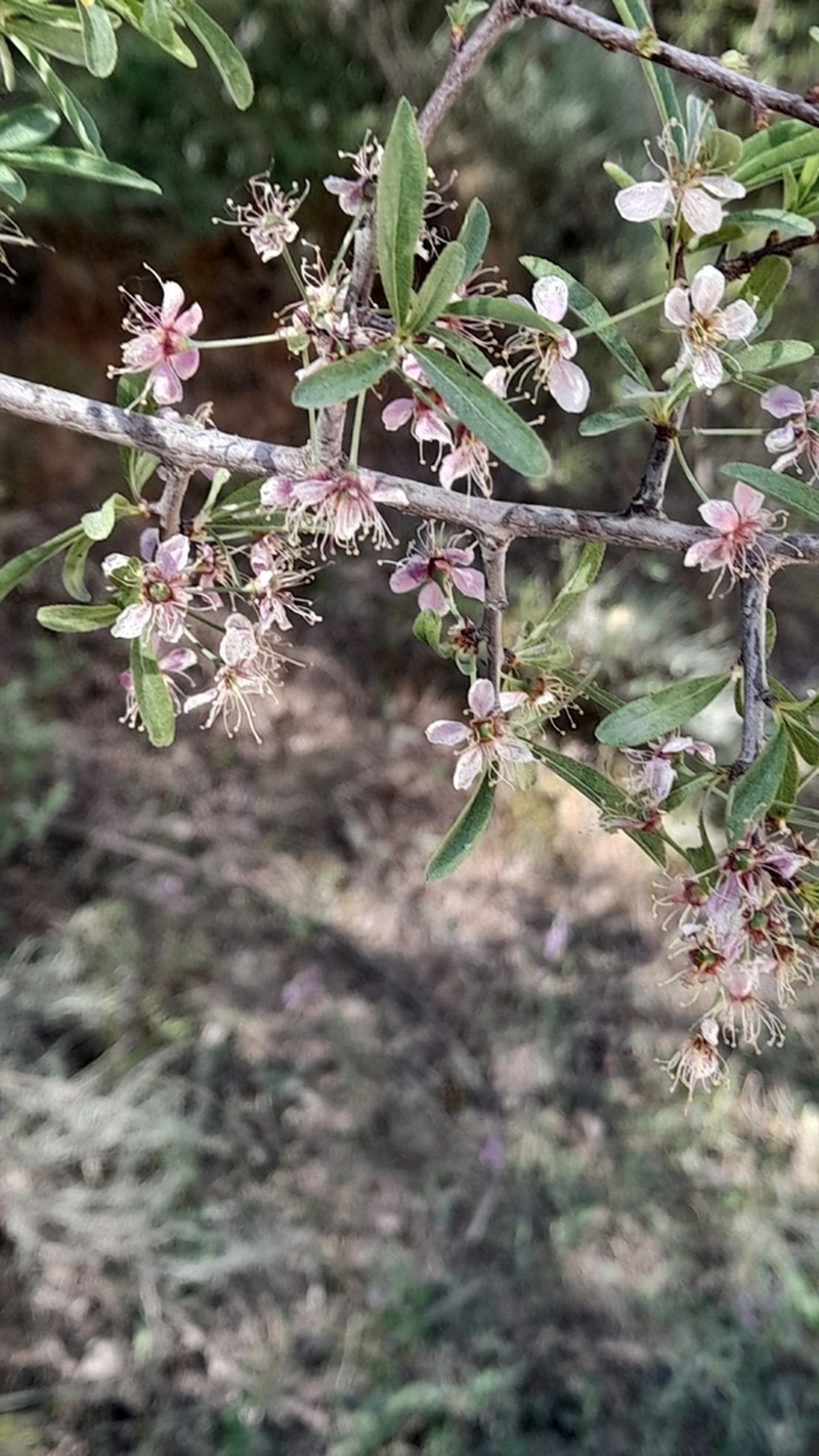 Prunus ramburii photo 3