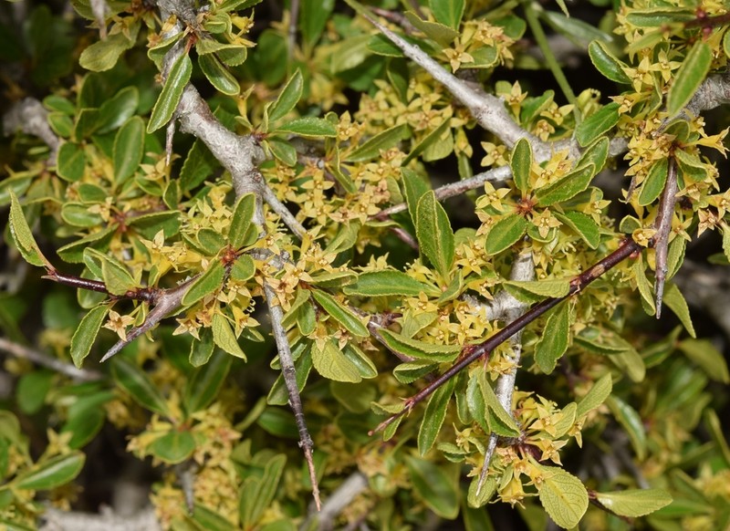Prunus ramburii photo 4