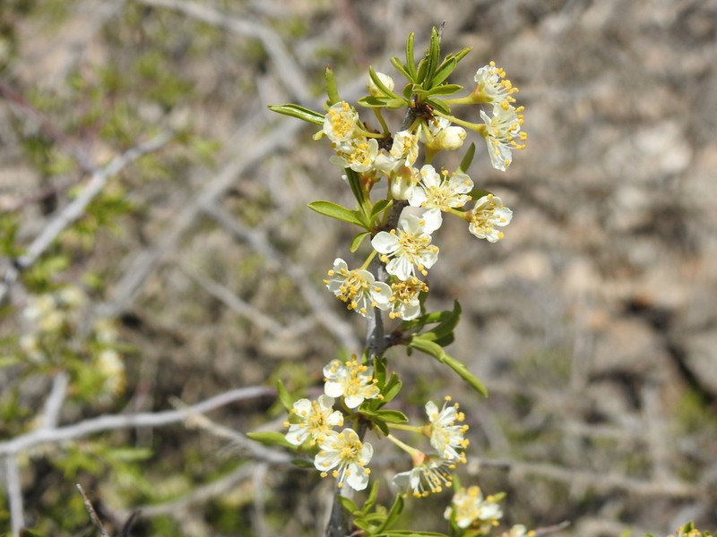 Prunus ramburii photo 5