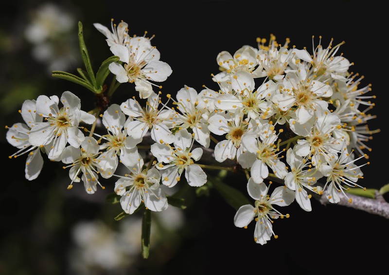 Prunus ramburii photo 6