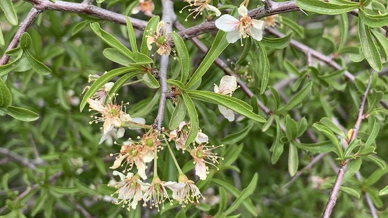 Prunus ramburii photo 7