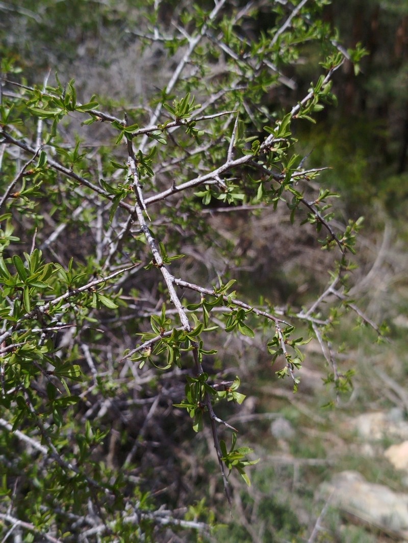 Prunus ramburii photo 8