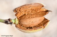 Prunus ramonensis