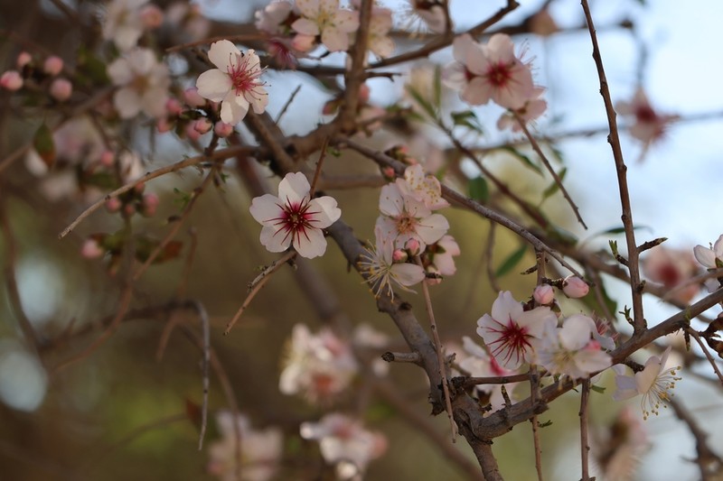 Prunus ramonensis photo 2