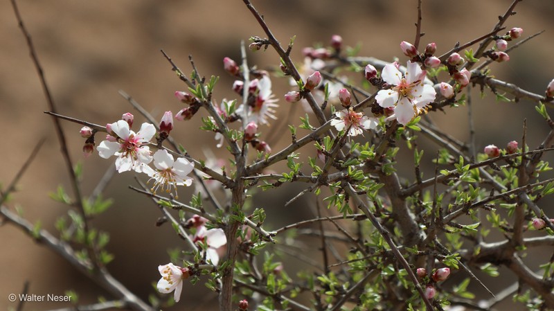 Prunus ramonensis photo 3