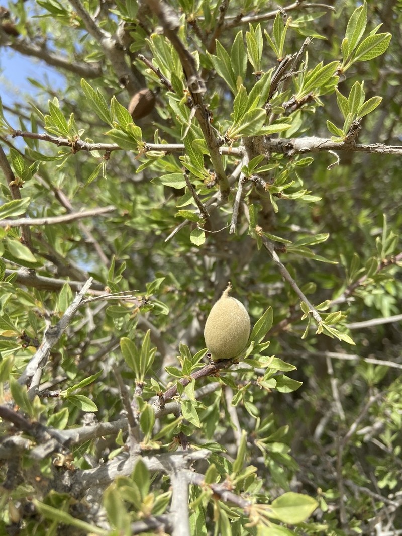 Prunus ramonensis photo 5