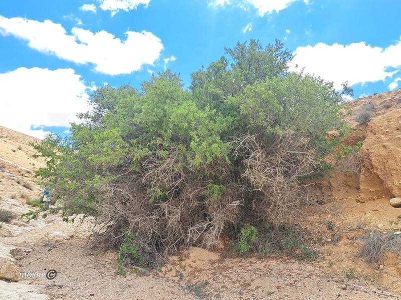 Prunus ramonensis photo 6